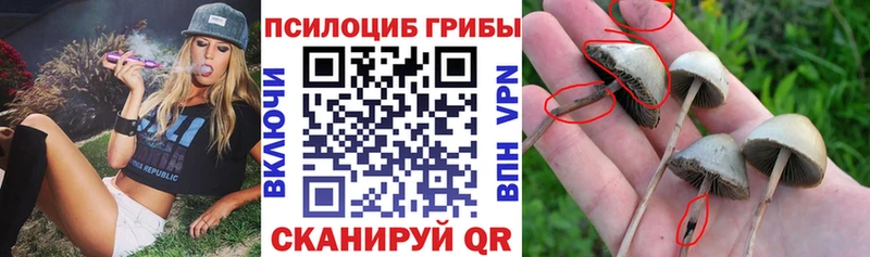 купить закладку  Белинский  Галлюциногенные грибы Psilocybine cubensis 